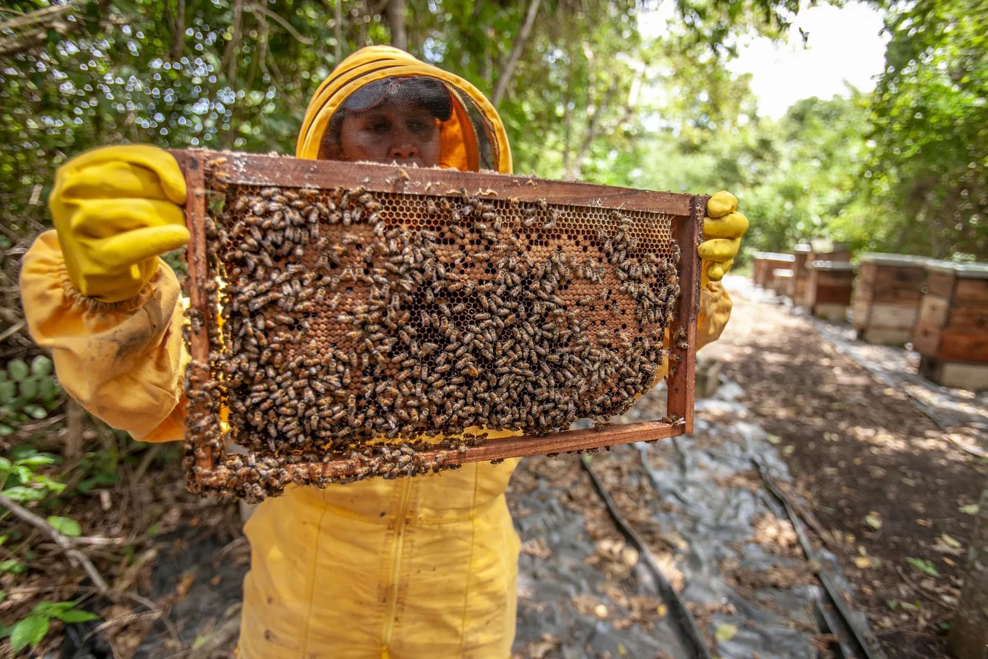Apicultor segurando um quadro de favo coberto de abelhas