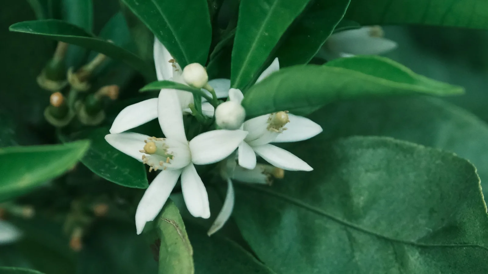 Flor de laranjeira aberta no galho — a florada que dá o mel mais pedido do sítio